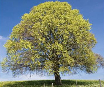 Top 7 Ways to Celebrate Arbor Day with Your ESL Students