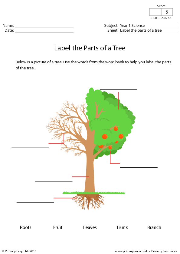Task tree. Parts of a Tree for Kids. Trees Worksheets for Kids. Trees leaves Worksheets for Kids. Worksheets названия деревьев.